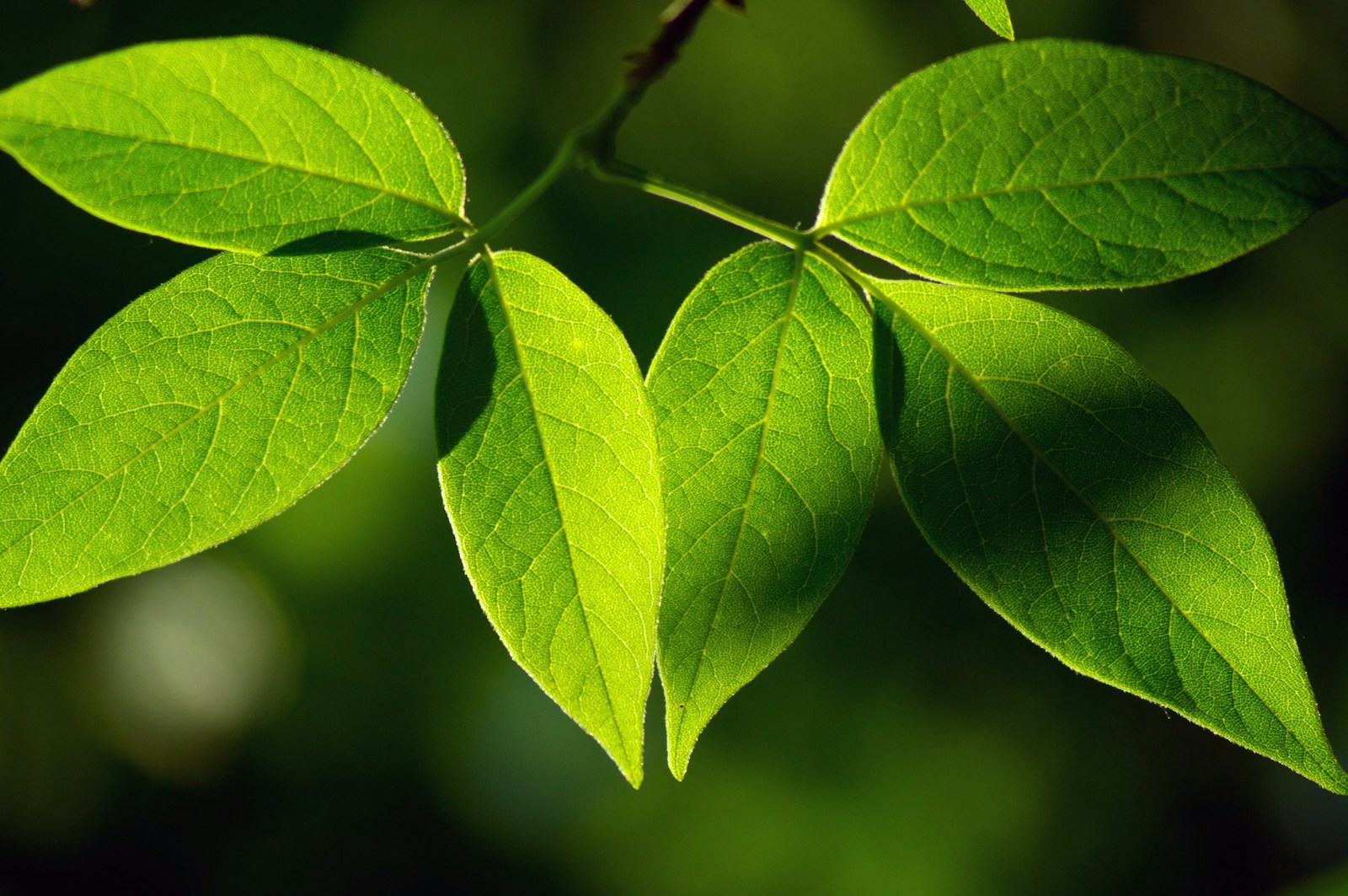 Foto de Ruslan Sikunov una foto de cerca de una hoja verde en una rama